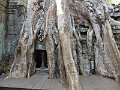 Angkor Ta Prohm P0171